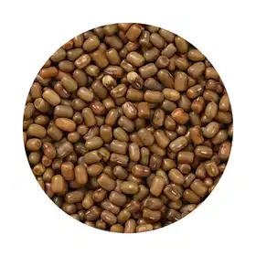 Masyang Dana - Vhandar