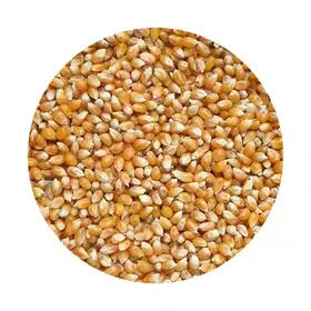 Murali Makai (Pop Corn) - Vhandar