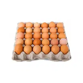 Chicken Eggs XL - Vhandar